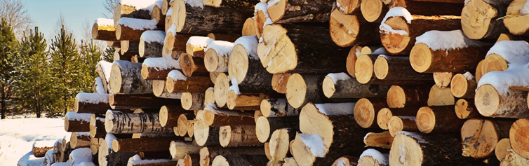 Logs stacked ready to be milled